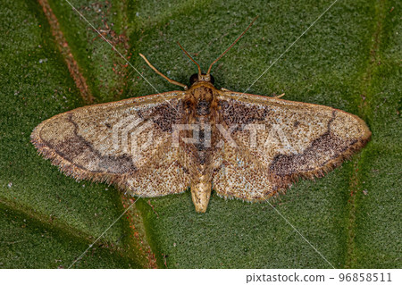 Adult Kendall Wave Moth Adult Kendall Wave Moth 96858511