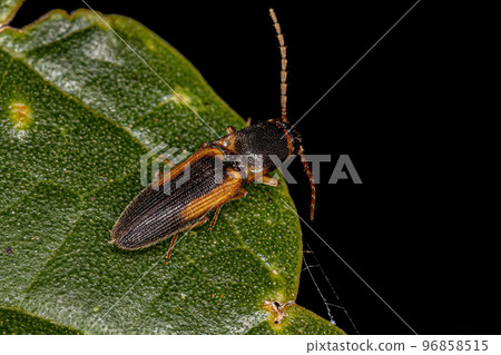 Adult Click Beetle 96858515