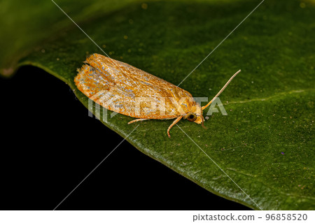 Adult Tortricine Leafroller Moth Adult Tortricine Leafroller Moth 96858520