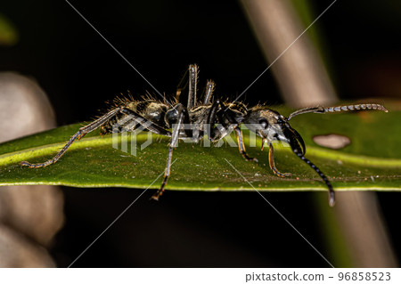 Adult Female Ponerine Ant 96858523