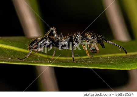 Adult Female Ponerine Ant 96858524