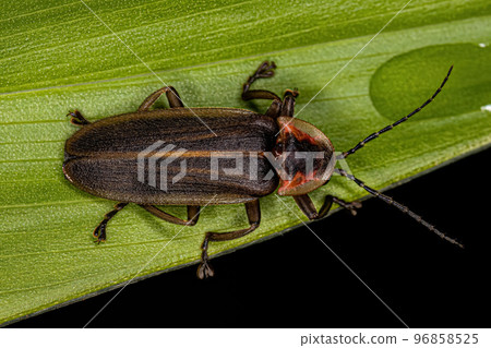 Adult Firefly Beetle Adult Firefly Beetle 96858525