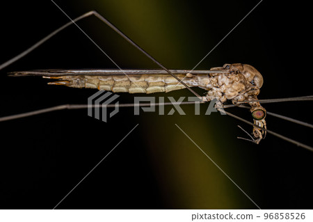 Adult Limoniid Crane Fly 96858526
