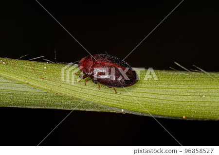 Adult Turtle Beetle Adult Turtle Beetle 96858527