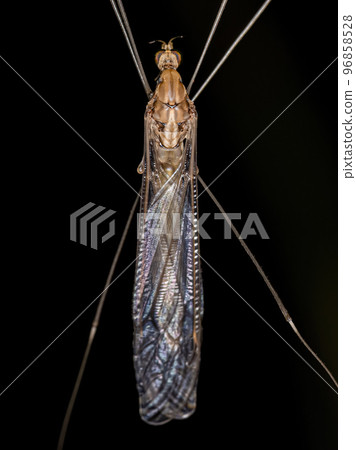 Adult Limoniid Crane Fly Adult Limoniid Crane Fly 96858528