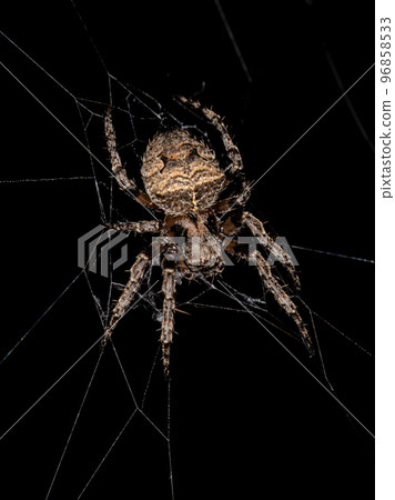 Small Orbweaver Spider Small Orbweaver Spider 96858533