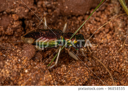 Adult Metallic Tiger Beetle 96858535