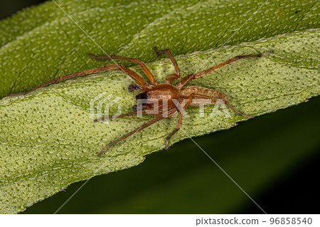 Adult Male Ghost Spider Adult Male Ghost Spider 96858540