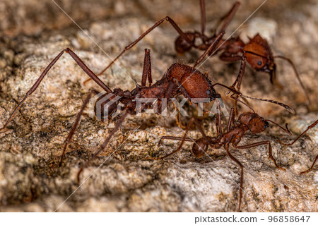 Adult Atta Leaf-cutter Ant Adult Atta Leaf-cutter Ant 96858647