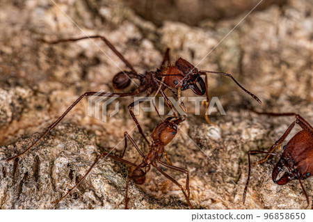 Adult Atta Leaf-cutter Ant 96858650