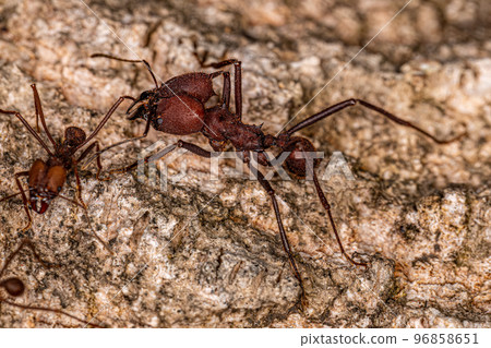 Adult Atta Leaf-cutter Ant 96858651