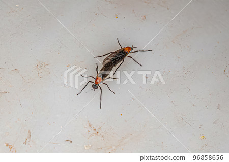 Adult Lovebugs Insects coupling Adult Lovebugs Insects coupling 96858656
