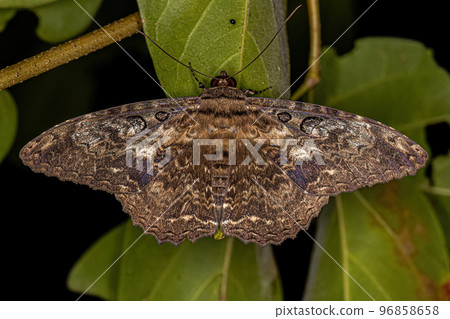 Adult Moth Insect 96858658