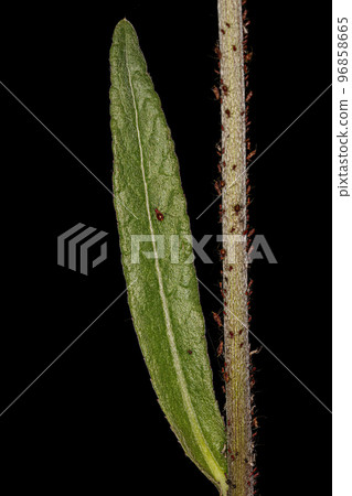 Small Dicot tree leaf 96858665