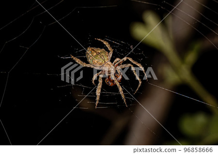 Typical Orbweaver Spider 96858666