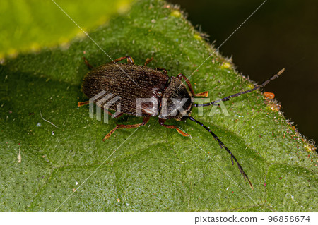 Adult Toe-winged Beetle Adult Toe-winged Beetle 96858674