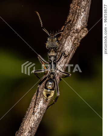 Adult Female Ponerine Ant 96858677