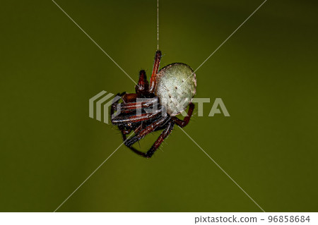 Small Typical Orbweaver Small Typical Orbweaver 96858684