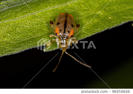 Adult Flea Beetle 96858688