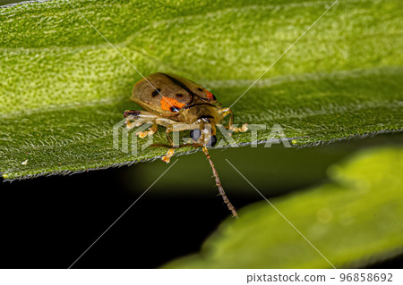 Adult Flea Beetle 96858692