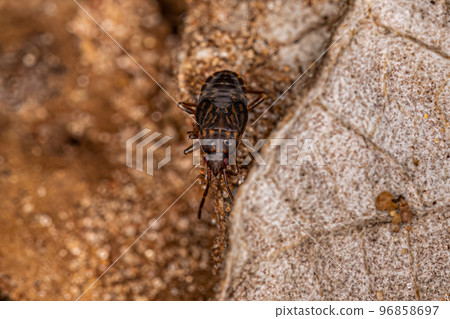 Adult Dirt-colored Seed Bug 96858697