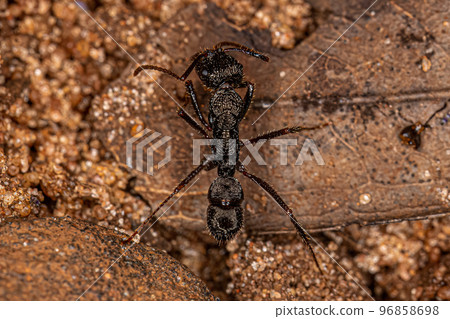 Adult Female Ectatommine Ant 96858698