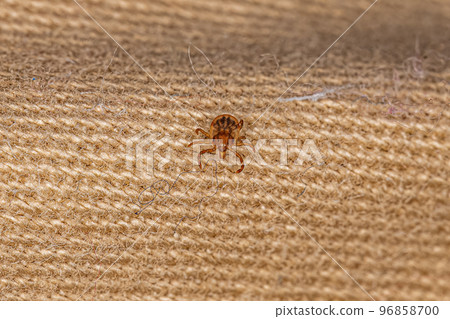 Juvenile Cayenne Tick Juvenile Cayenne Tick 96858700