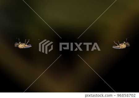 Adult Non-biting Midges 96858702