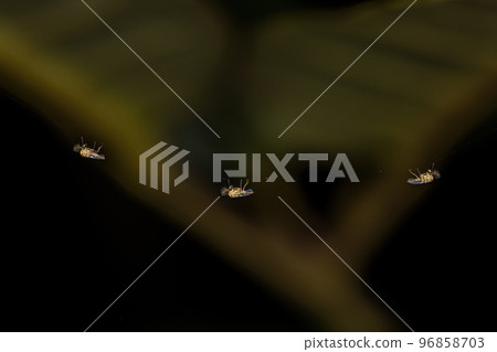 Adult Non-biting Midges 96858703