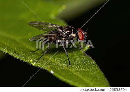 Adult Muscoid Fly 96858704