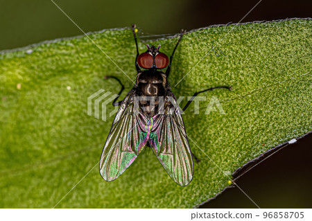 Adult Muscoid Fly 96858705
