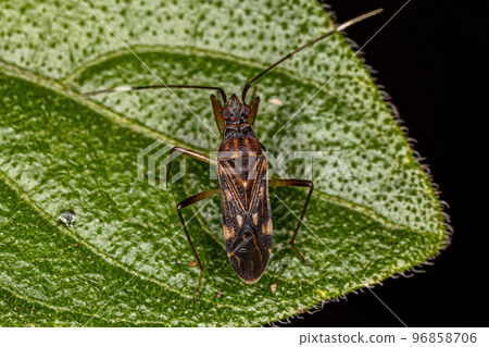 Adult Dirt-colored Seed Bug Adult Dirt-colored Seed Bug 96858706