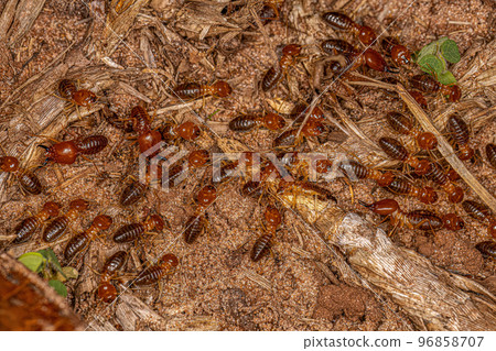 Adult Jawsnouted Termites 96858707