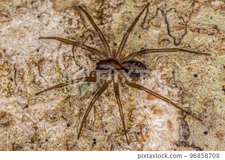 Small Corinnoid Spider Small Corinnoid Spider 96858708