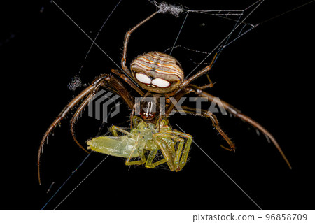 Small Female Pirate Spider preying on a Small Translucent Green Jumping Spider Small Female Pirate Spider preying on a Small Translucent Green Jumping Spider 96858709