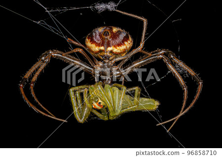 Small Female Pirate Spider preying on a Small Translucent Green Jumping Spider Small Female Pirate Spider preying on a Small Translucent Green Jumping Spider 96858710