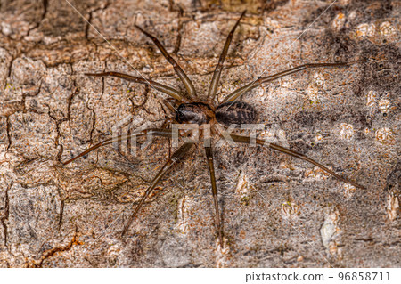 Small Corinnoid Spider Small Corinnoid Spider 96858711
