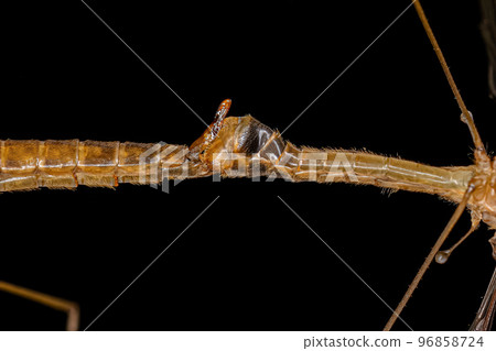 Adult Limoniid Crane Fly Adult Limoniid Crane Fly 96858724