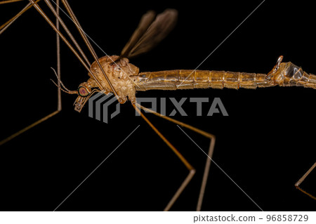Adult Limoniid Crane Fly Adult Limoniid Crane Fly 96858729