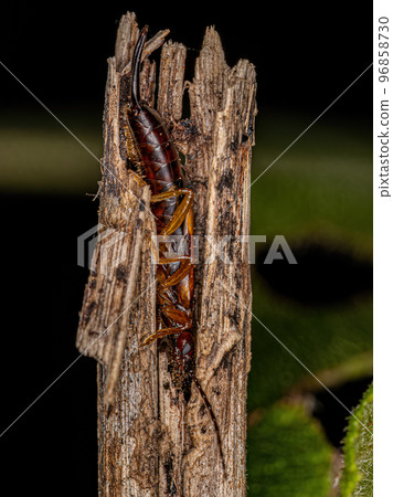 Adult Common Earwig 96858730