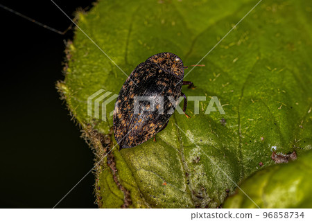 Adult Turtle Beetle 96858734