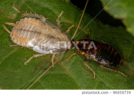 Wood Cockroach Nymph Wood Cockroach Nymph 96858739