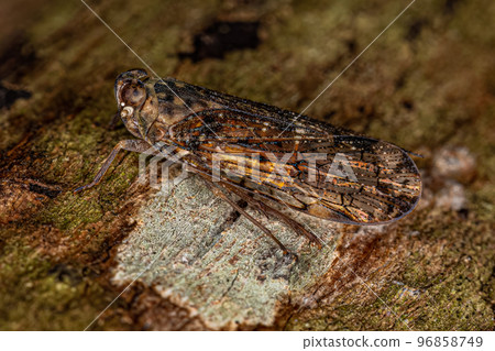 Adult Small Planthopper Insect 96858749