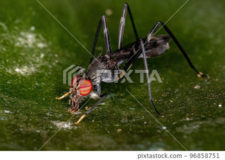 Adult Stilt-legged Fly 96858751
