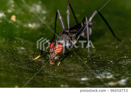 Adult Stilt-legged Fly 96858753