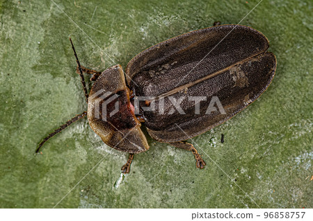Adult Firefly Beetle Adult Firefly Beetle 96858757