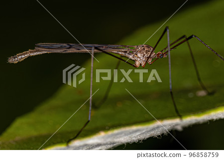 Adult Limoniid Crane Fly Adult Limoniid Crane Fly 96858759