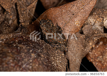juvenile Cururu Toad juvenile Cururu Toad 96858763