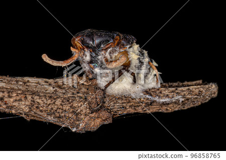 body of a fly killed by a zombie fungus 96858765