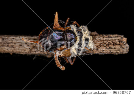 body of a fly killed by a zombie fungus body of a fly killed by a zombie fungus 96858767
